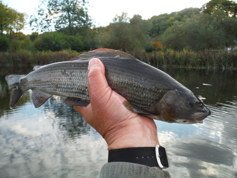 Autumn and a chalk stream grayling